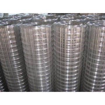 Galvanized Iron Welded Wire Mesh